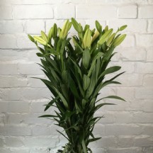 LİLYUM  - 1 Demet 4 Dal! SARI