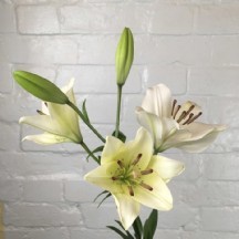 Lilyum Krem 1 DEMET 4 DAL!