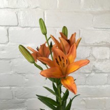 Lilyum Turuncu- 1 DEMET 4 DAL!