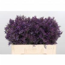 Lim Saf Dark Blue 80 cm -  1 Demet 25 DAL!