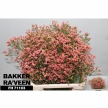 Lım Sın Max Dıamond 1 demet 25 dal!!!