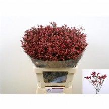 Lim Sin Scarlet Dia   60  cm - 1 Demet 25 Dal!