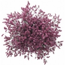 Lim Sin Scarlet Dia 70 cm - 1 Demet 25 Dal!