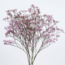 Limonium Safora Lilac 60 cm - 1 Demet 25 Dal!