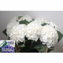 ORTANCA BEYAZ Hydr M Ch Verena Bl 1 DEMET 5 DAL!!