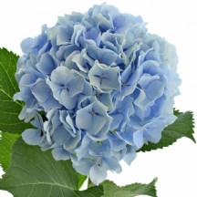 Ortanca Hydrangea M Verena Bl 50  cm  - 1 Demet 5 Dal