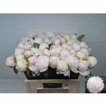 Paeo L Bowl Of Cream 55 cm paoni şakayık 1 demet 10 dal!!!