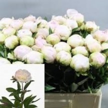 Paeo L Flor Nıcholls 55 cm 1 demet 10 dal!! paoni