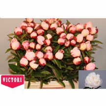 paeo l gardenia 1 demet 10 dal 50 cm!!