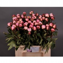 paeo l gardenia 1 demet 5 dal 50 cm!!