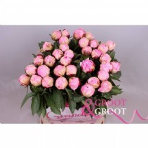 Paeo L Nancy Nora 1 adet paoni