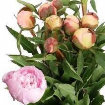 Paeonia  L Alertie50 cm - 1 Demet 5 Dal!