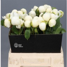 Paeonia  L Duches D Nemo 55cm - 1 Demet 10 DAL!