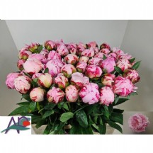 Paeonia  L Sara Bernhard 55 cm - 1 Demet 10 DAL!