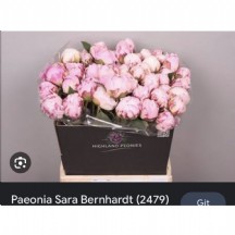 Paeonia  L Sara Bernhard 55 cm - 1 Demet 5 DAL!