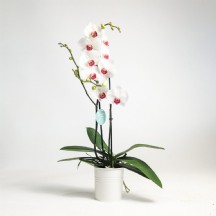 Phal Ov Wıt ÇİFT DAL Orkide 70 cm
