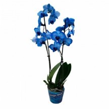 Phalaenopsis  çift dal mavi orkide