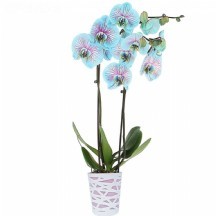 Phalaenopsis Orchid Seeds, Rare Blue And Pink mavi orkide 9 luk saksı3 dal!!!!