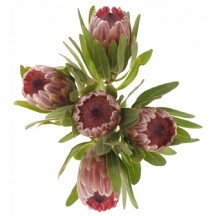 Protea Pink Ice 40cm 1 Demet 5 DAL!