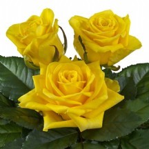 R Gold Finch  50cm 1 Demet 10 DAL!