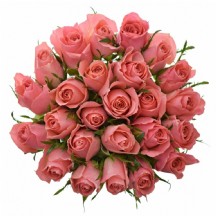 R GR Ace Pink - 50 cm - 1 Demet 10 Dal!