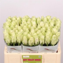 R Gr Athena 35 cm - 1 Demet 10 Dal!