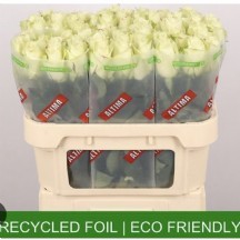 R Gr Athena 40 cm 1 demet 10 dal