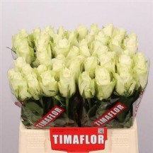 R Gr Athena 70 Cm Beyaz Gül - 1 Demet 10 Dal!