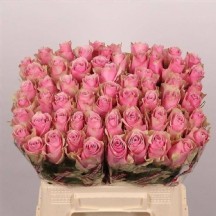 R Gr Athena Royale 50 cm - 1 Demet 10 Dall