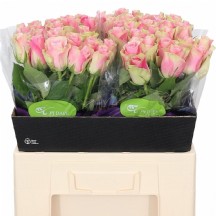 R Gr Belle Rose 50 cm - 1 Demet 10 Dal!