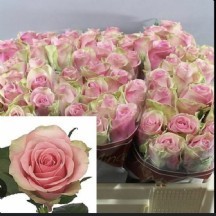 R Gr Belle Rose 60 cm 1 demet 10 dal