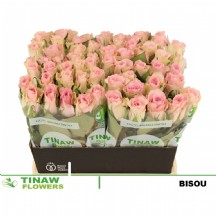 R Gr Bisou 50 cm Pembe Gül - 1 Demet 10 Dal