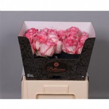 R Gr Boulevard@ 60 cm - 1 Demet 10 Dal!