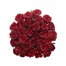 R Gr Burgundy 60cm - 1 Demet 10 DAL!