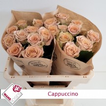 R Gr Cappuccino 40 cm - 1 Demet 10 Dal!