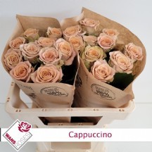 R Gr Cappuccıno 50 cm 1 demet 10 dal