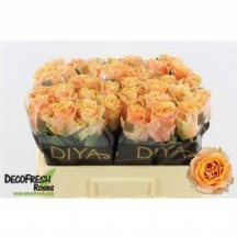 R Gr Carpe Dıem+ 50 cm 1 demet 10 dal!!!