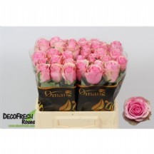 R Gr Celeb 60 cm - 1 demet 10 dal!!