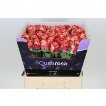 R Gr Chapeau 50 cm 1 demet 10 dal!!!