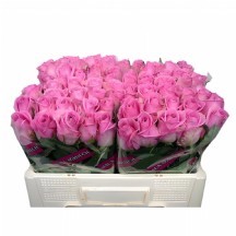 R Gr Charlize! 40cm 1 Demet 10 Dal!