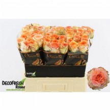 R Gr Colosseum@ 50 cm - 1 Demet 10 Dal!