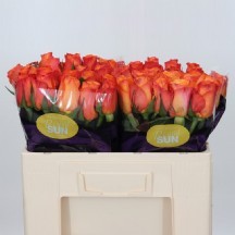 R Gr Confidential 40 cm 1 Demet 10 Dal!