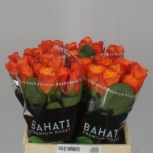 R Gr Confidential 50 cm - 1 Demet 10 Dal!