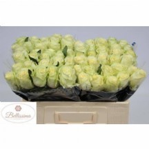 R Gr Cream Unıque  50 cm  1 demet 10 dal!!!