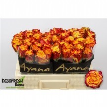 R Gr Crımson Sky+ 50 cm 1 demet 10!!1