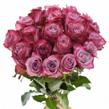 R GR Deep Purple 50 cm - 1 Demet 10 Dal!