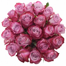 R Gr Deep Purple 60 cm - 1 Demet 10 Dal!