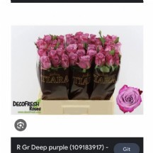 R Gr Deep Purple 80 cm 1 demet 10 dal