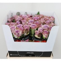 R Gr Dolcetto! 60 cm - 1 Demet 10 Dal!