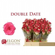 R Gr Double Date 50 cm - 1 Demet 10 Dal!